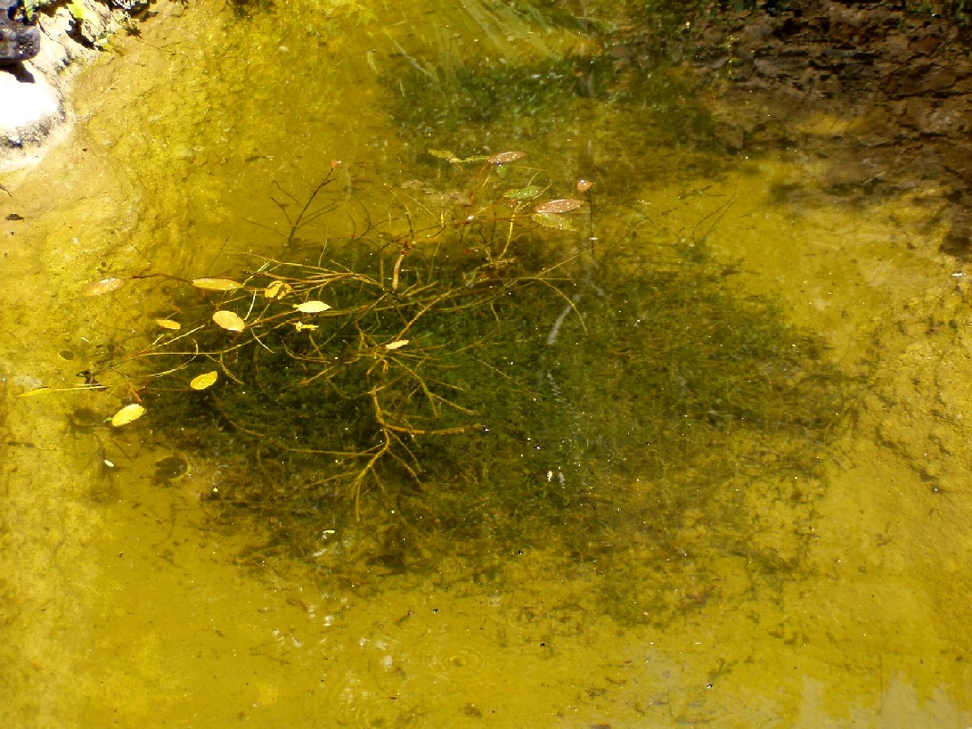 Il Laghetto del Centro di Entomologia - Piombino (LI)